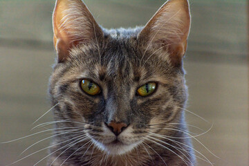 mirada directa de felino domestico, gato color marron y gris con mirada agresiva 