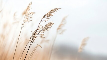 Obraz premium Closeup brown dry ears of grass reed over blurred grey sky Moody autumn winter landscape Fading wild plants detail Seeds Defocused background : Generative AI