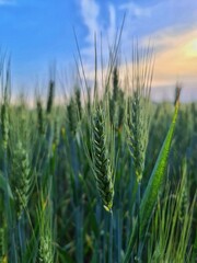 field of wheat