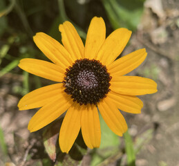 Awesome Yellow Flower