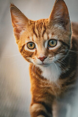 Stray cat in Greenland