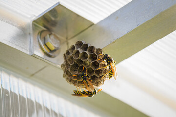 A small hanging nest with wasps.