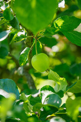 Fototapeta premium Green fruits of an apple tree on a tree.