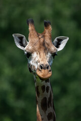 Fototapeta premium Close-up of giraffe head outdoors in nature.