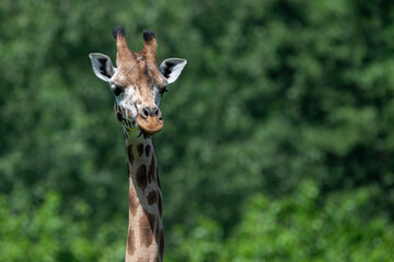 Close-up of giraffe head outdoors in nature.