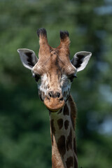 Close-up of giraffe head outdoors in nature.