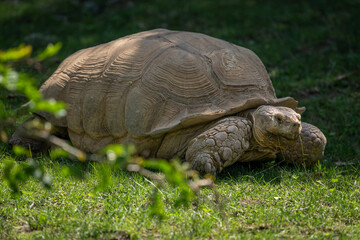 Giant tortoise outdoors in nature.
