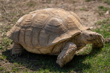 Giant tortoise outdoors in nature.