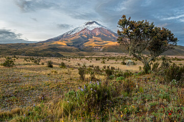 The perfect cone of the north face of Cotopaxi at sunset with blooming Andean paramo vegetation in the foreground and a Polylepis tree