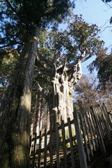 玉置神社・神代杉 © Bosporus