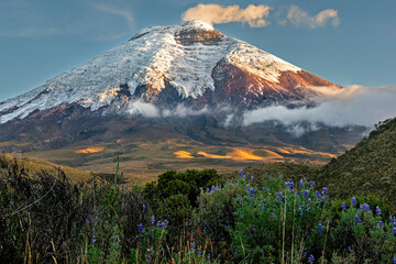 Sundown on the north face of the Cotopaxi volcano and flowering paramo vegetation
