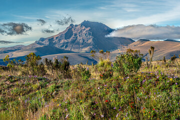 The rocky Sincholagua volcano in the Cotopaxi national park on a clear day with blue sky and with blooming Andean paramo vegetation in the foreground