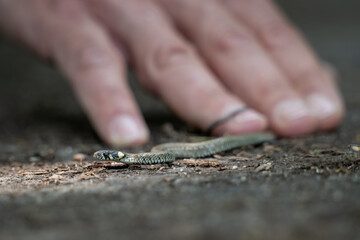 A man holds a small rattlesnake snake.