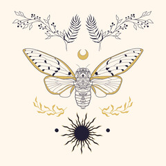 mystic cicada moth outline. esoteric spiritual elements