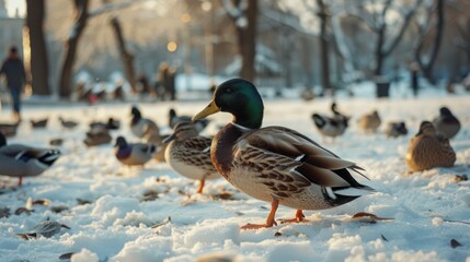 Mallard Duck Standing in Snowy Park with Other Ducks in Background