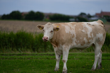 Cow on pasture. White cows on dairy milk farm. Cattle grazing in a field. Cows on grass pasture. Cow grazing on farmland. Livestock animals. Cow grazing on farmland.