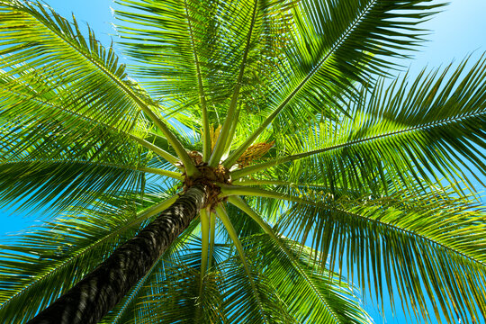 Palm leaves background. Palm trees on blue sky. Coconut tree palms. Tropical palm leaves. Exotic pattern background.