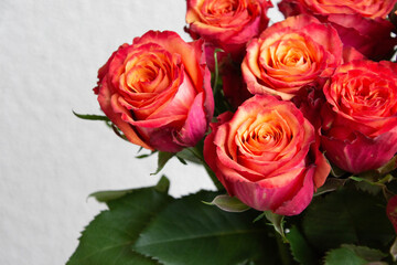 グラデーションカラーのバラ