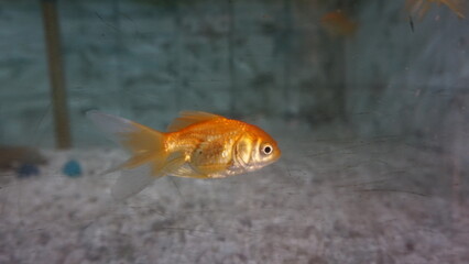 Fish in aquarium, swimming in fresh water Small yellow fish swimming underwater with air bubbles. Wildlife, pets, aquarium fish.