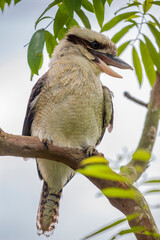 A Laughing kookaburra closeup image.
It is a large robust kingfisher with a whitish head and a dark eye-stripe.
The laughing kookaburra is native to eastern mainland Australia.