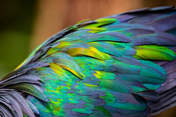 Obraz premium The feather of Nicobar pigeon, a pigeon found on small islands and in coastal regions from the Andaman and Nicobar Islands, India, east through the Malay Archipelago, to the Solomons and Palau. 