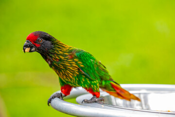 The yellow-streaked lory (Chalcopsitta scintillata) is a species of parrot in the family Psittaculidae.
It is found in the Aru Islands and southern New Guinea.