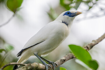a Bali myna (Leucopsar rothschildi) stands on the tree, a medium-size 
stocky myna, almost wholly white with a long, drooping crest, black tips on the wings and tail blue bare skin around the eyes.