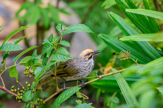 The straw-headed bulbul (Pycnonotus zeylanicus) is a species of songbird in the bulbul family, Pycnonotidae. It is found from the Malay Peninsula to Borneo.