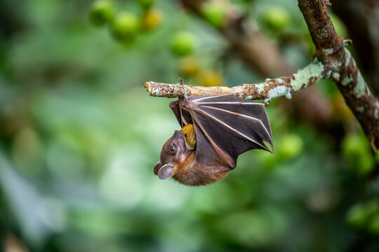 The Lesser dog-faced fruit Bat (Cynopterus brachyotis)  is eating fruit.
a small bat that lives in South Asia and Southeast Asia.
