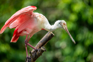The roseate spoonbill is a gregarious wading bird of the ibis and spoonbill family. 
It is a resident breeder in South America.
Adults have a bare greenish head and a white neck, back and breast. 