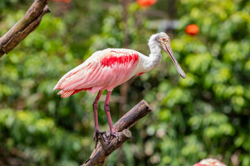 acrobatic, acrobats, ajaja, animal, background, beak, beautiful, beauty, bird, birds, bolivia, closeup, color, colorful, equilibration, equilibrium, fantastic, feather, feathering, fun, funny, green, 