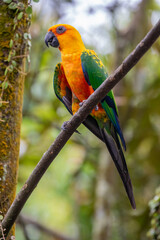 the closeup image of Sun parakeet.
A medium-sized, vibrantly colored parrot native to northeastern South America. The adult male and female are similar in appearance