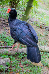 The razor-billed curassow (Mitu tuberosum) is a species of bird in the family Cracidae, the chachalacas, guans, and curassows. It is found in Bolivia, Brazil, Colombia, and Peru