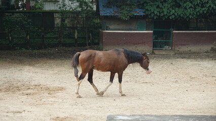 Horses in Dhaka Zoo, Bangladesh.