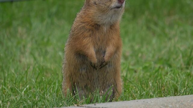Gopher close-up, gopher observing the surroundings