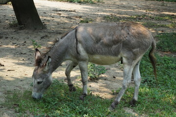Donkeys in  The Dhaka Zoo, Bangladesh.
