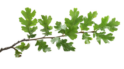 Green oak branch with leaves on transparent background