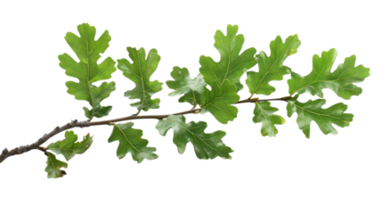 Green oak branch with leaves on transparent background