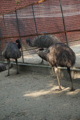 Emu Dhaka Zoo, Bangladesh