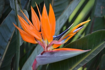 Bird of paradise