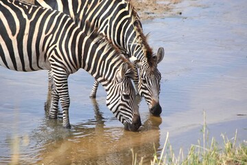 zebra eating grass