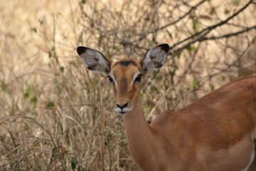 impala in the savannah
