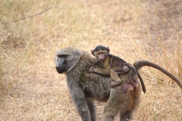 baboon mother and baby