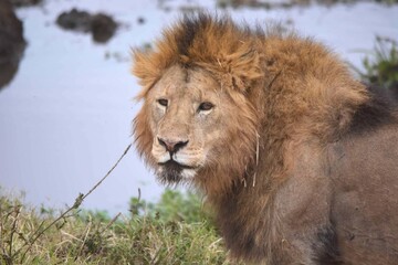 lion in the grass