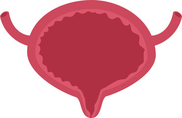 Urinary bladder disease. Empty bladder Illustration.