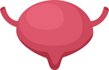 Urinary bladder disease. Normal bladder.