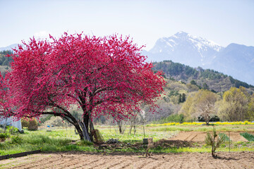 春に満開の花桃の花