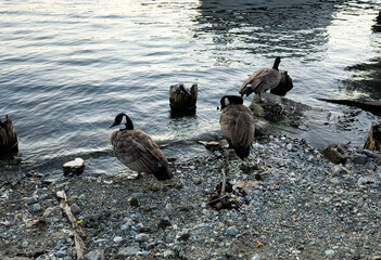 Geese by the water front