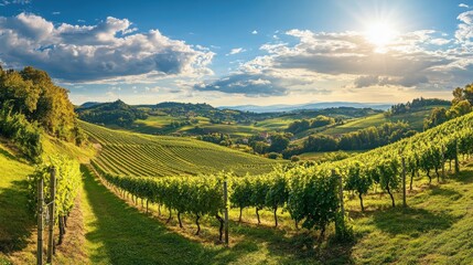A picturesque vineyard with rolling hills and a bright blue sky
