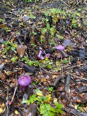 Magical purple mushrooms in the Patagonia